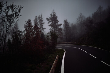 Curved Road Disappearing into Misty Forest Twilight