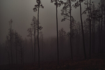 Somber Forest Scene Enveloped in Thick Fog