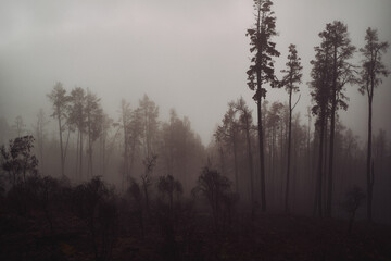 Mysterious Fog-Draped Forest at Dawn