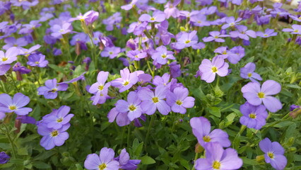 Aubrieta Blaukissen Polsterstaude mit vielen kleinen blau lila Blüten. Sonnenlicht schein auf die Blumen.  Hübsche Zierpflanze für den Steingarten im Frühling. - obrazy, fototapety, plakaty