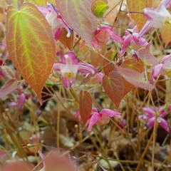 Pink epimedium bloom in spring. Beautiful small flowers shine through the red-green leaves