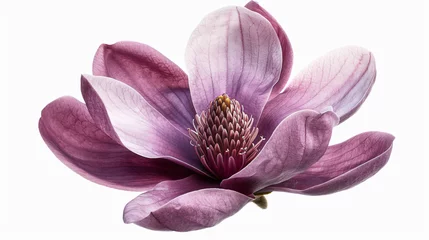 Gordijnen Purple magnolia flower Magnolia Felix isolated © artist