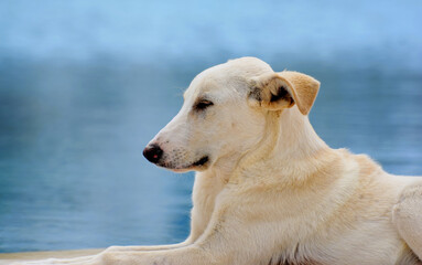 Portret dużego białego psa śpiącego nad wodą