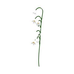 Lily Of Valley Flower - 782370317