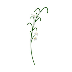 Lily Of Valley Flower - 782370331