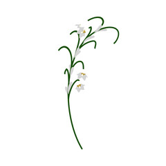 Lily Of Valley Flower - 782370352