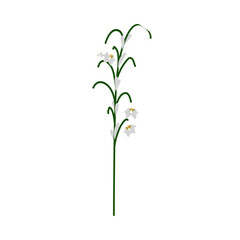Lily Of Valley Flower - 782370367