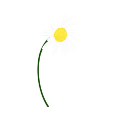 Chamomile Meadow Flower - 782370501