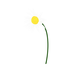 Chamomile Meadow Flower - 782370782