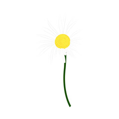 Chamomile Meadow Flower - 782370784