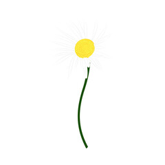 Chamomile Meadow Flower - 782370791