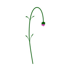 Meadow Flower - 782370963