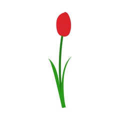 Spring Tulip Element - 782371746