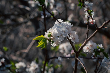Apricot blossoms in spring in Taft, Yazd, Iran.