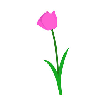 Spring Tulip Element