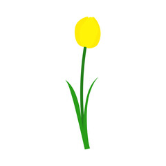 Spring Tulip Element - 782371958