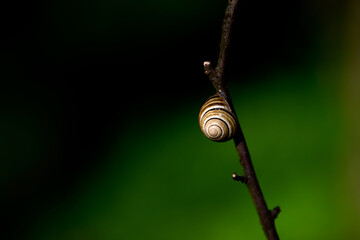 Snail on a wooden branch in the forest, snail on green natural background
