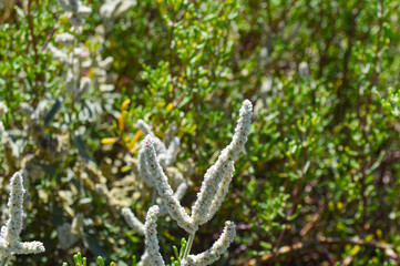 kapok bush aerva javanica plant close up, wild grass outdoors