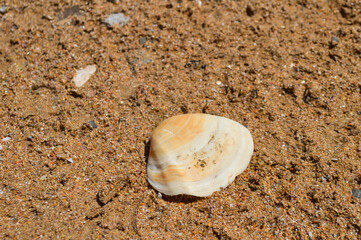 Fototapeta na wymiar shell on the sand, nature seashell close up, beach outdoor background