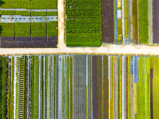 Aerial photography from a drone of fields with a variety of colors of plants. Flower farms. Private flower business. Cultivation of ornamental plants. Flat lay
