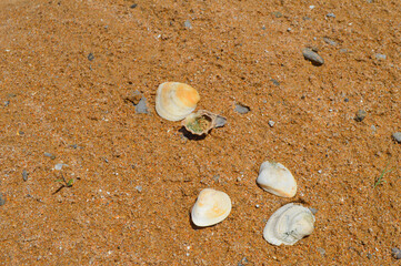Fototapeta na wymiar seashell on the beach landscape, close up ocean coastline natural background