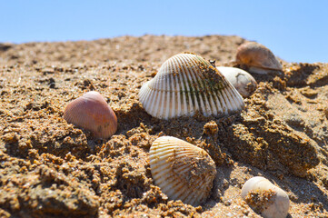 Beautiful seashells on the beach, natural  environment background