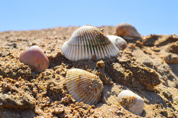 seashell on the beach, close up ocean coastline natural background
