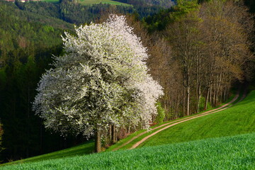 Obstbaumblüte, bucklige Welt