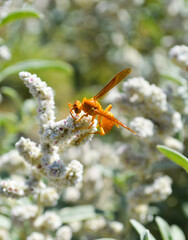 Yellow wasp on a flower, wild plant pillow-weed aerva persica