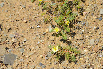 green bindii on the ground, yellow wild flower puncture vine