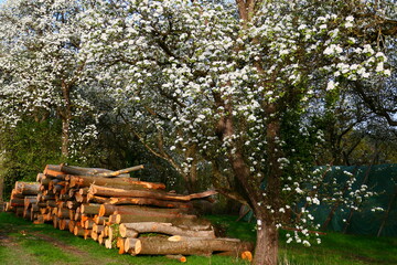 ländlich, Obstbaumblüte und Holzstoß