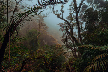 Tropical rainforest on a cloudy foggy day