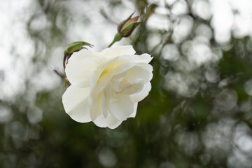 A White Rose in a Garden