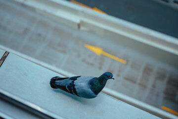 Pigeon on a skyscraper balcony