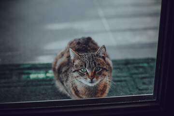 Cat outside the window of country house
