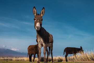 Donkeys grazing in the field in spring