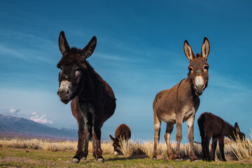 Donkeys grazing in the field in spring