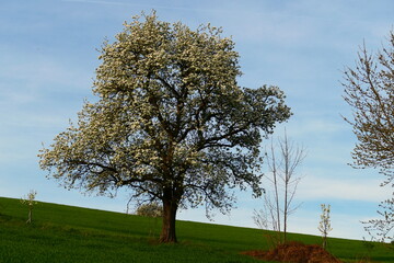 Obstbaumblüte, südliches Niederösterreich