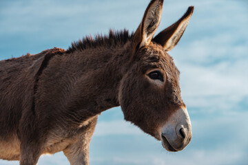 Donkey on blue sky background, close up view