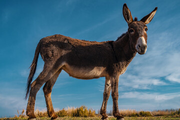 Donkey in the field in spring
