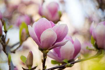 Purple magnolia tree blossom