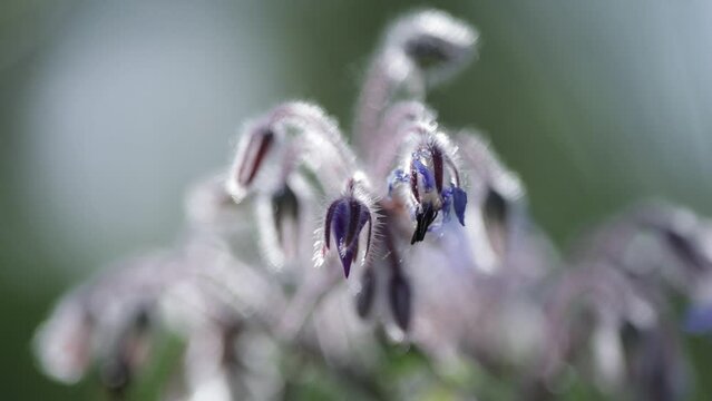 Bourrache officinale fleur bleu printemps nature