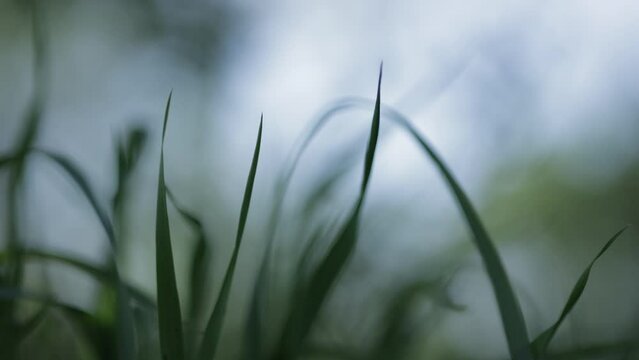 Herbe gazon nature vent mouvement
