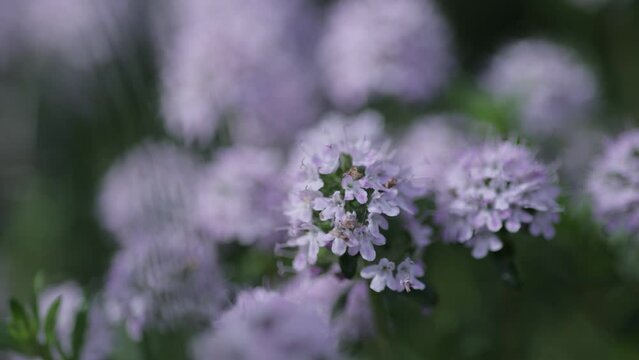 Fleur mauve de thym