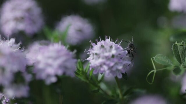 Fleur de thym avec une araign&eacute;e