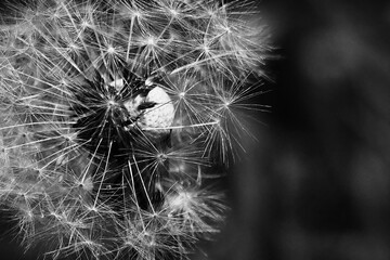 Dandelion in the garden close macro details black and white