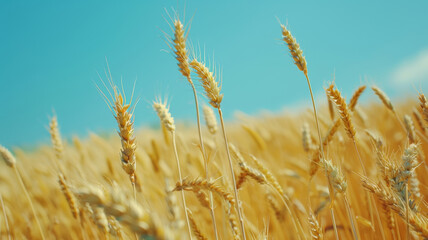 Fototapeta premium Golden Wheat Field Under Sunny Blue Sky