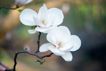 Fototapeta na wymiar blossom in spring, two white and big flower of magnolia 