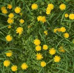 Group of bright yellow dandelions closeup.