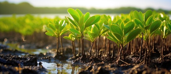 Small plants sprouting from mud - obrazy, fototapety, plakaty
